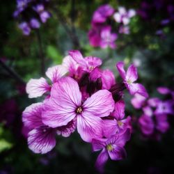 Close-up of pink flowering plant