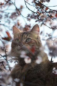 Close-up portrait of cat