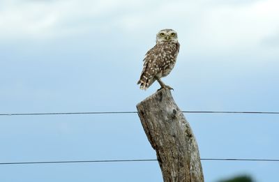 Low angle view of bird perching on wooden post