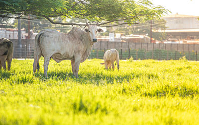 Horses grazing in a field