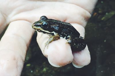 Close-up of hand holding turtle