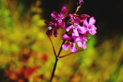 Close-up of purple flowering plant