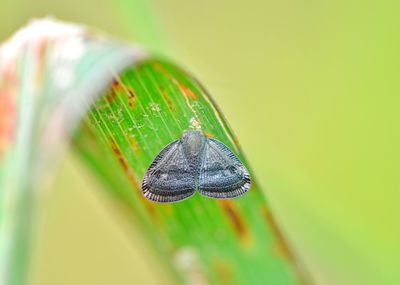 Close-up of insect on leaf
