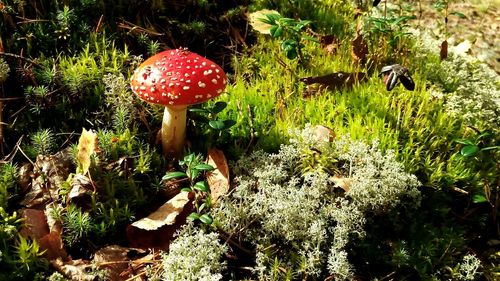 Mushrooms growing on tree trunk