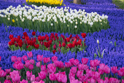 Close-up of flowers