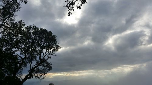 Low angle view of tree against sky