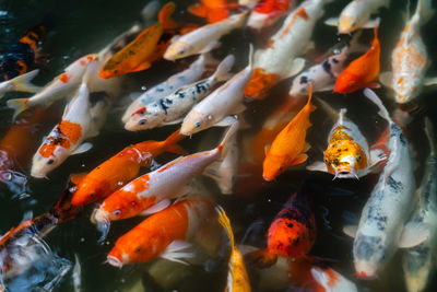 High angle view of koi carps swimming in pond