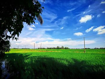 Scenic view of agricultural field against sky