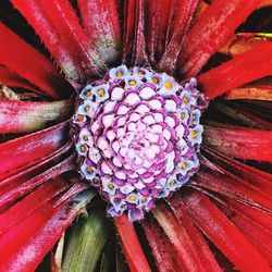 Full frame shot of colorful flowers