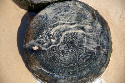 High angle view of a tree