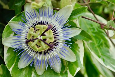 Close up of purple flower