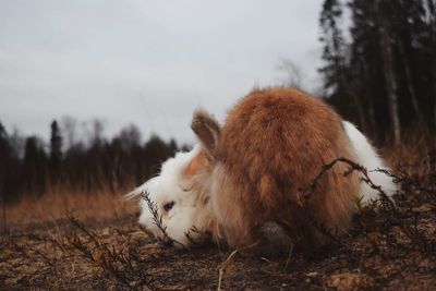 Sheep on snow covered tree against sky