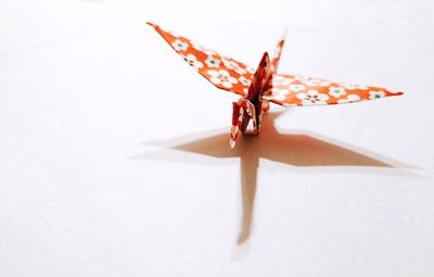 Close-up of butterfly on paper