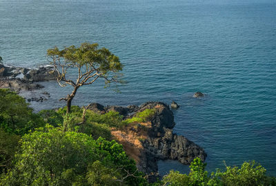 High angle view of tree by sea