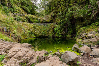 Scenic view of stream flowing through rocks in forest