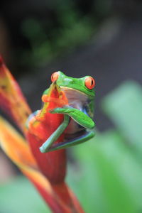 Beautiful frog of costa rica