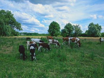 Cows on field against sky