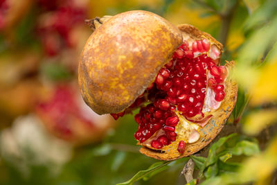 Open ripe pomegranate with red arils hanging from a branch in autumn, close up, vertical