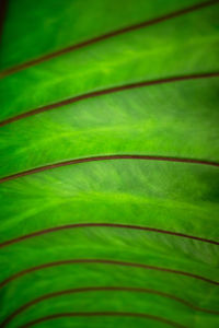 Full frame shot of palm leaves