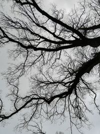 Low angle view of silhouette bare tree against sky