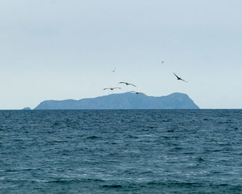 Birds flying over sea against clear sky