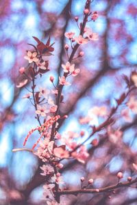 Low angle view of cherry blossoms in spring