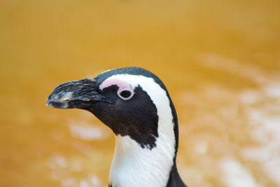 Close-up of penguin outdoors