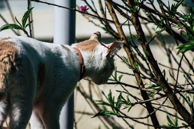 Side view of a cat on branch