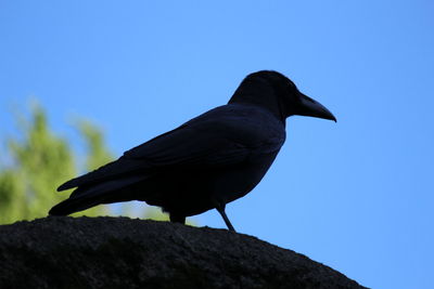 Low angle view of bird perching on rock against sky