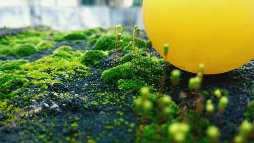 Close-up of yellow moss growing on plant