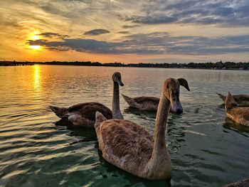 View of duck swimming in lake during sunset