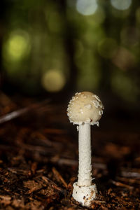 mushroom