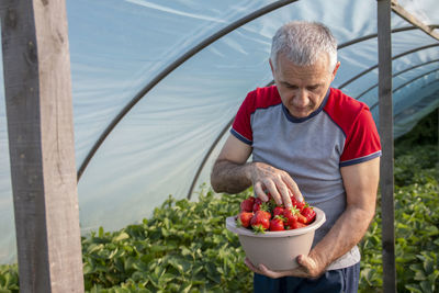 Mature farmer collecting ripe strawberries from green bushes. concept of picking strawberries 