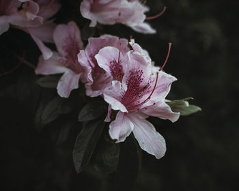 Close-up of pink rose flower