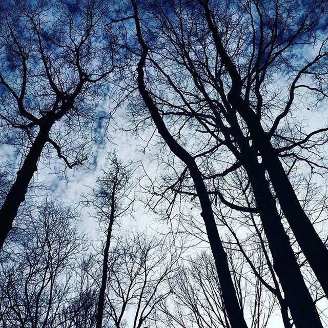 tree, bare tree, low angle view, branch, tranquility, silhouette, nature, sky, tree trunk, beauty in nature, scenics, tranquil scene, growth, forest, outdoors, woodland, no people, backgrounds, day, tall - high