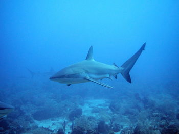 View of fish swimming in sea