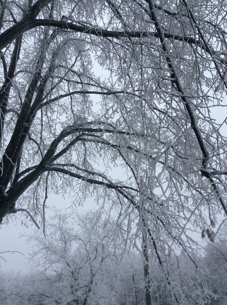 tree, low angle view, nature, branch, bare tree, sky, no people, tranquility, beauty in nature, growth, outdoors, day, winter, close-up