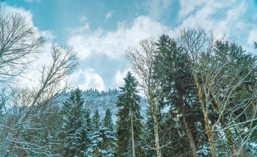 Low angle view of trees against sky