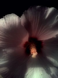 Close-up of white flower