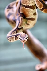 Close-up of snake