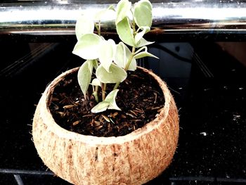 Close-up of potted plant