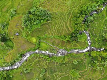 Full frame shot of plants growing in farm