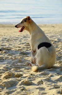 View of a yawning dog looking away on a beach