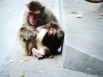 Monkey sitting outdoors