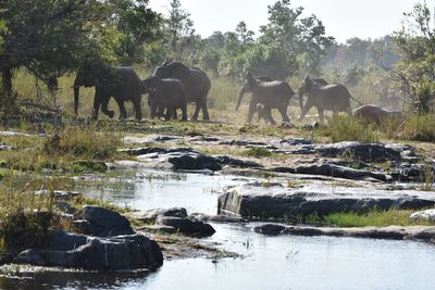 Elephant herd crossing stream