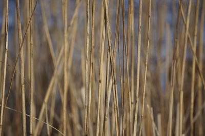 Close-up of stalks in field