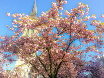 Low angle view of flower tree against clear sky