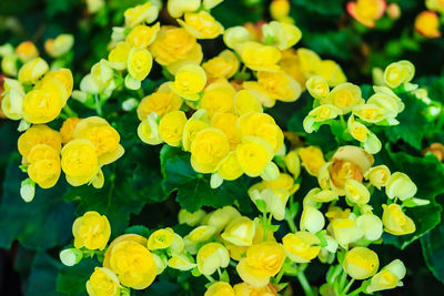 Close-up of yellow flowering plants in park