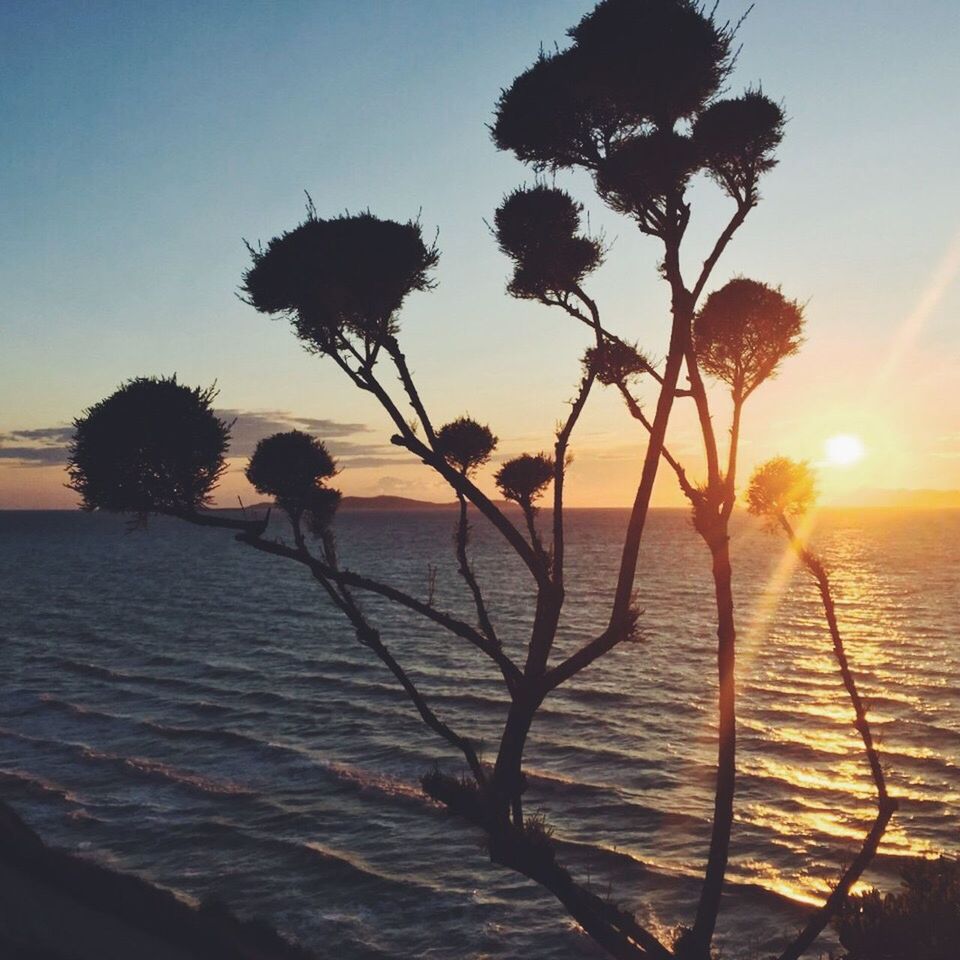 SILHOUETTE PLANTS GROWING AGAINST SEA DURING SUNSET