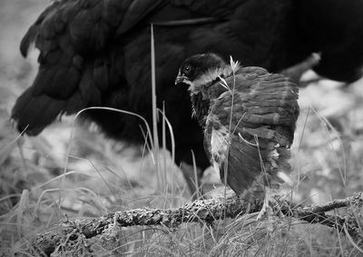 Close-up of owl perching on plant